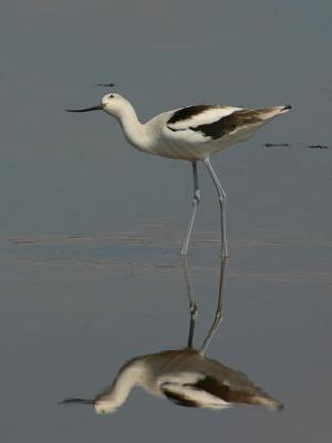 American Avocet