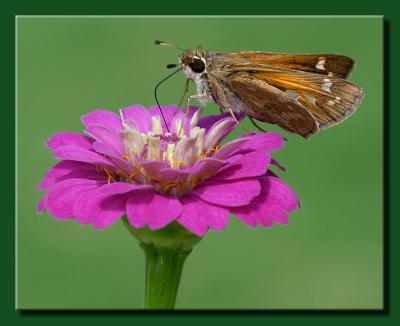 Skipper