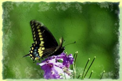 138_3811 copybutterfly1.jpg