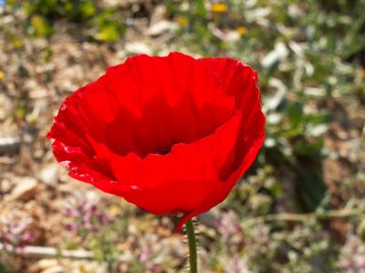 Papoila (Papaver rhoeas) /|\ Common Poppy