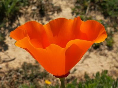 Papoila da California // California Poppy (Eschscholzia californica)