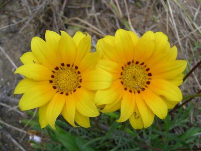 Gazanias // Gazania 'Talent' (Gazania rigens)