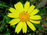 Pampilho-das-searas (Chrysanthemum segetum) /|\ Corn Marigold