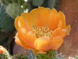 Cactus Flower