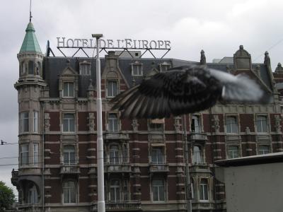 Hotel and bird