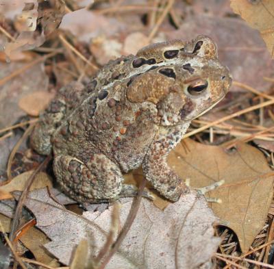 American Toad 1st yr.