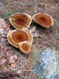 Mushrooms after the rain