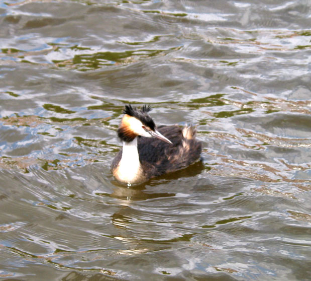 Grebe