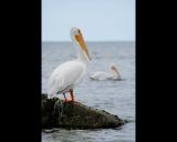 pelican on rock.jpg