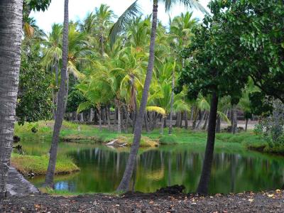 Mauna Lani Fish Ponds #3