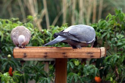 Dove & Pigeon
