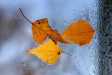 Leaves on a glass roof