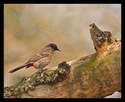 Red Vented Bulbul 01