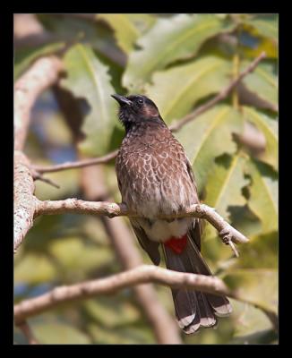 Red Vented Bulbul 02