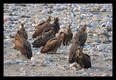 Himalayan Griffon Vultures 02