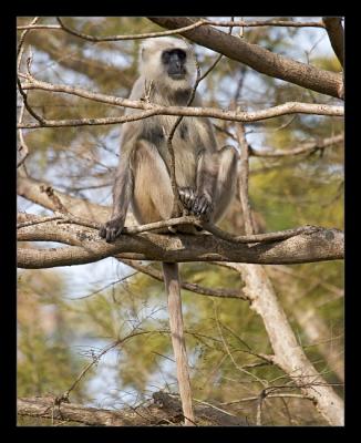 Langur