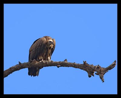Himalayan Griffon Vulture 02