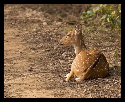 Solitary Spotted Deer