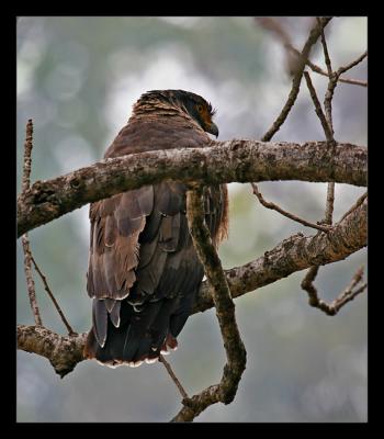 Crested Serpent Eagle 01