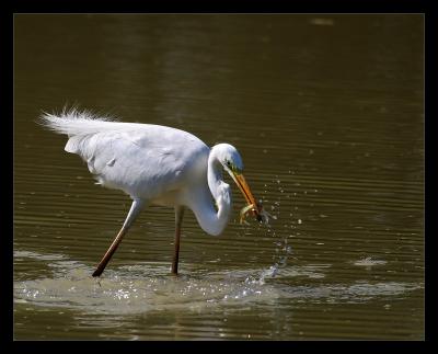Great Egret Lunch 01