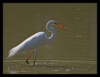 Great Egret Lunch 02