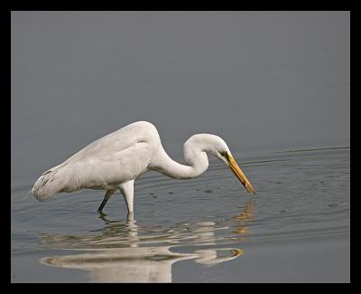 Great Egret Lunch 03