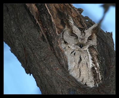 Collared Scops Owl Roosting