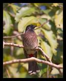 Red Vented Bulbul 03