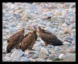 Himalayan Griffon Vultures 01