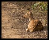 Solitary Spotted Deer