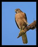 Shikra 01