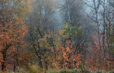 foggy autumn scene DSC_0006.jpg