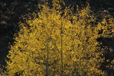 Aspen autumn DSC_0006.jpg