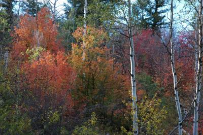 Autumn DSC_0044.jpg