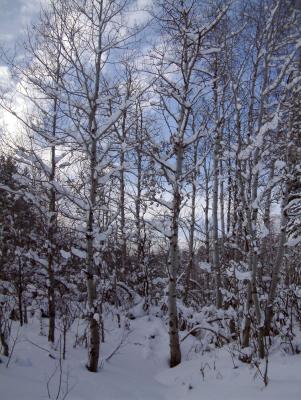 Aspen in winter DSCF0001.jpg