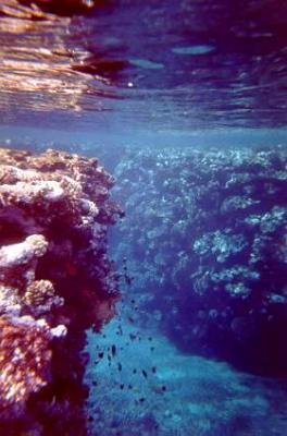 Underwater Sharm El Sheikh