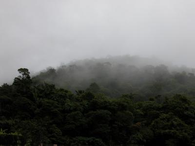Tam-Dao-forest.jpg