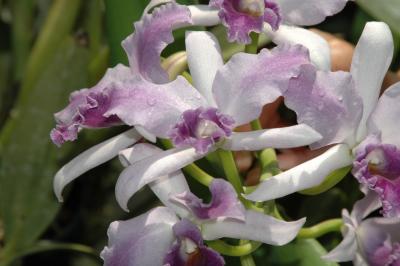 Lavender orchid