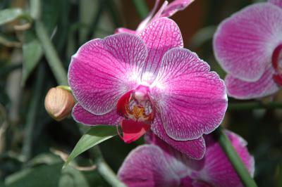More orchids