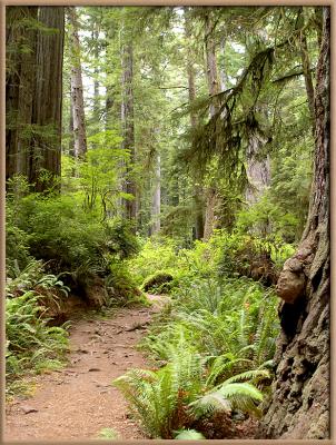 Prairie Creek Redwood State Park