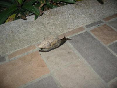 A Snail (30-9-2004)