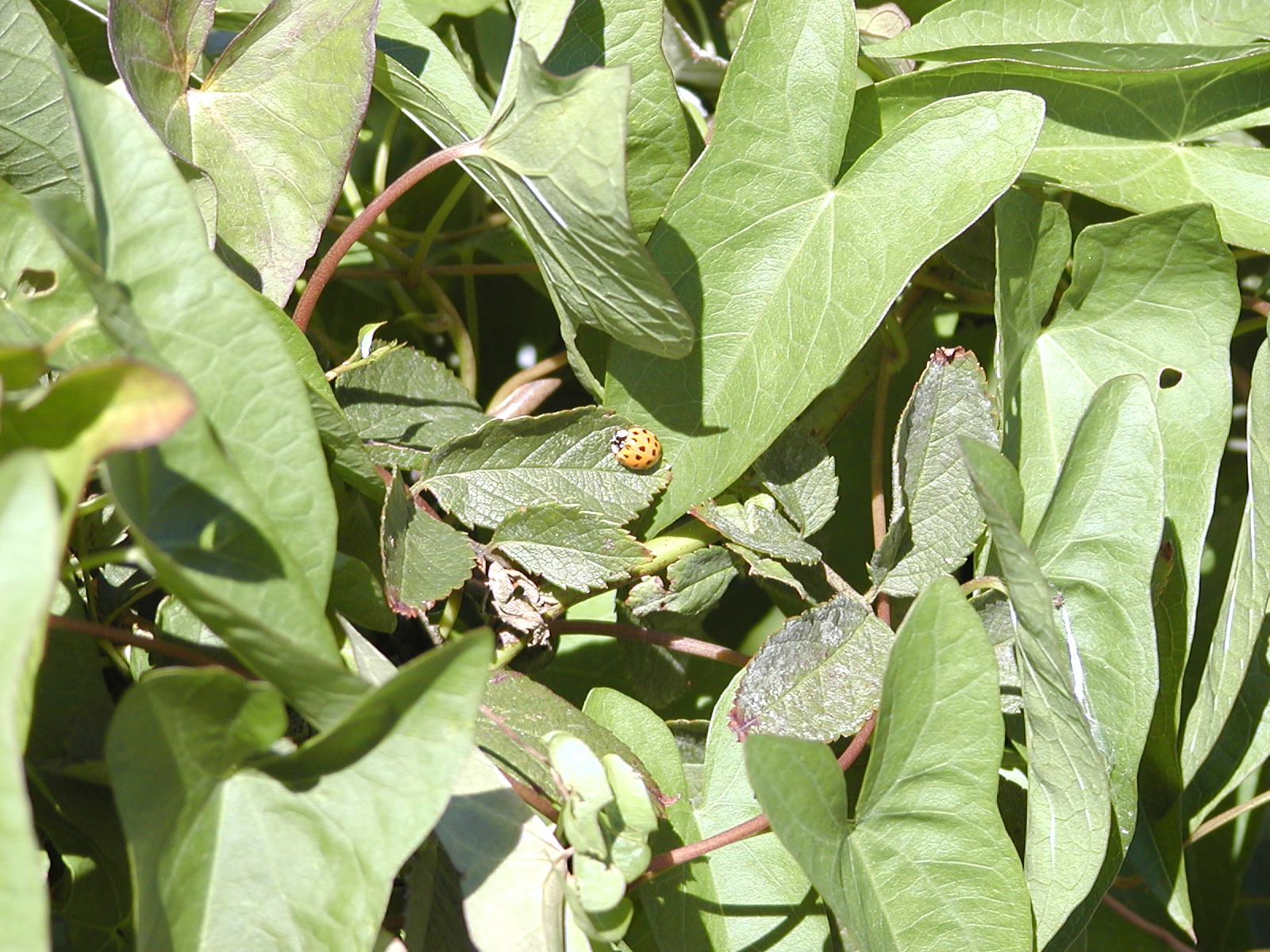 labug-03-01.JPG