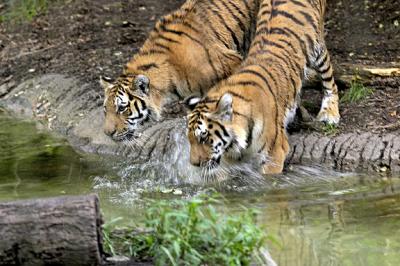 Amur Tigers s.jpg