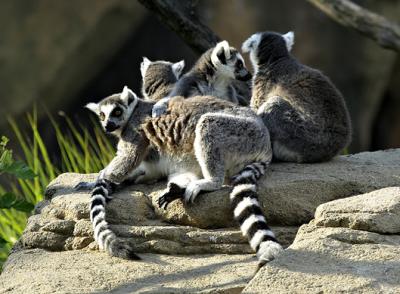 1D Zoo Lemur Tails s.jpg