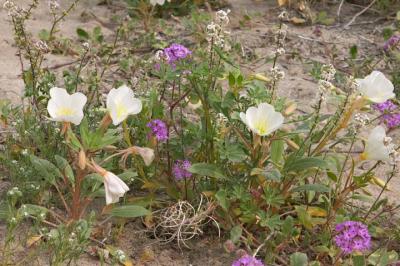 CRW_2374.jpg