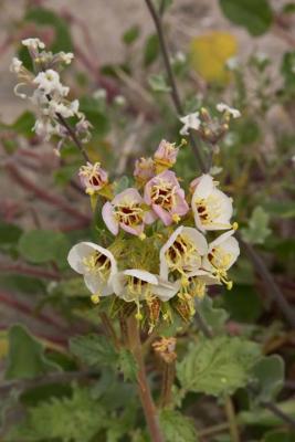 CRW_2375.jpg