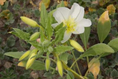 CRW_2382.jpg