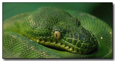 Green Snake