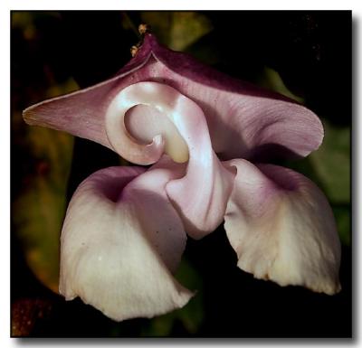 Purple Flower