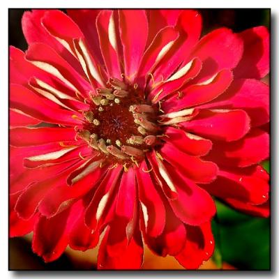 Red Flower